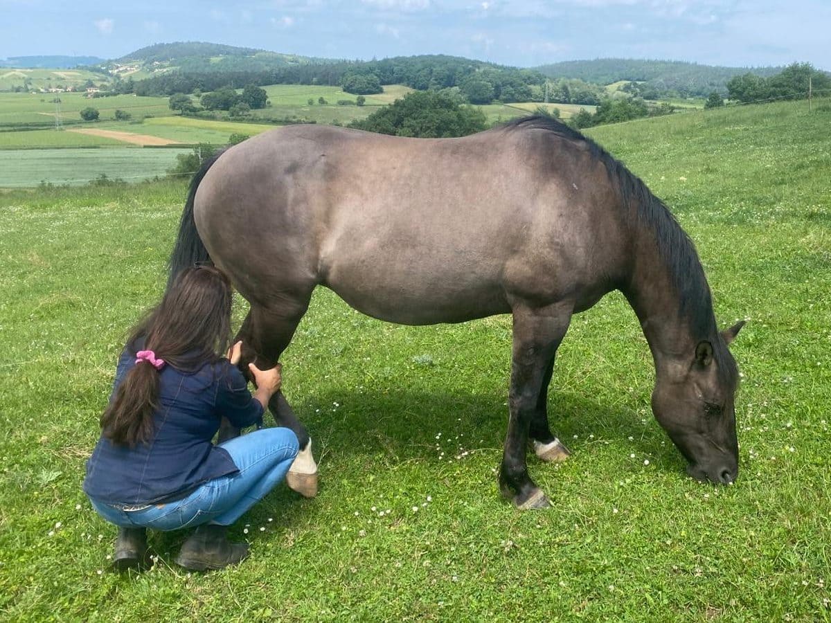 Illustre une séance de shiatsu équin au pré avec une jument en liberté